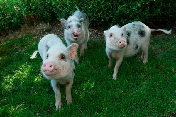 Adorable Miniature Pigs Make Debut At Prospect Park Zoo