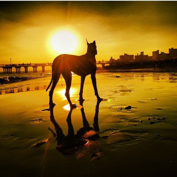 Morning Mug: “Dogs Are Our Link To Paradise. They Don’t Know Evil Or Jealousy Or Discontent.” — Milan Kundera