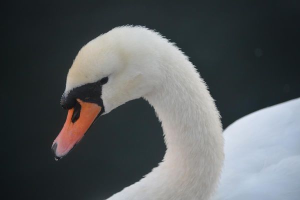 Morning Mug: “I Feel Like I’m Nothing Without Wildlife. They Are The Stars. I Feel Awkward Without Them.” — Bindi Irwin