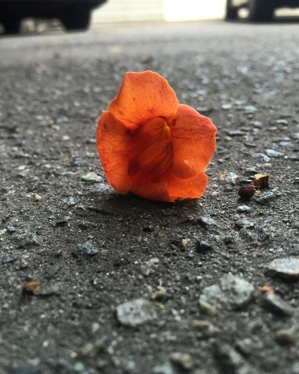Photo Of The Day: Fallen Flower