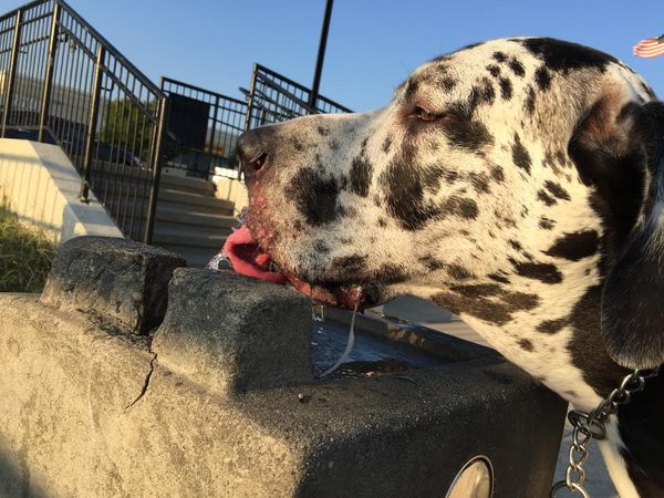 Morning Mug: “The Better I Get To Know Men, The More I Find Myself Loving Dogs.” ― Charles De Gaulle