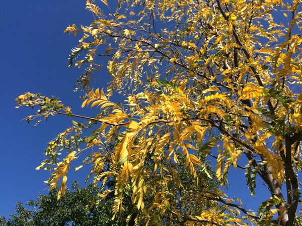 Morning Mug: “Don’t You Love New York In The Fall? It Makes Me Want To Buy School Supplies. I Would Send You A Bouquet Of Newly Sharpened Pencils If I Knew Your Name And Address.” ― Nora Ephron