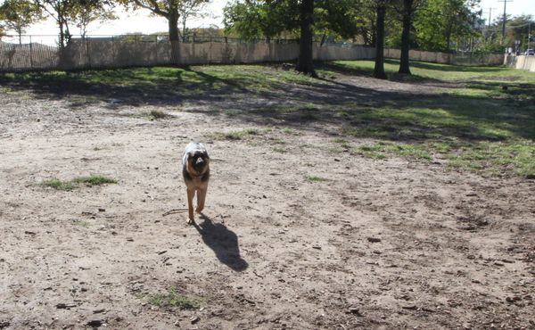 Proposal To Shorten Hours At Manhattan Beach Dog Run Causes Standoff Between Residents