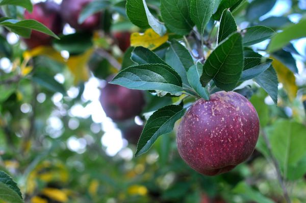 15 Places To Go Apple-Picking Within A Two-Hour Drive Of Brooklyn