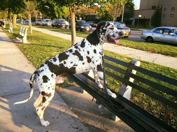 Morning Mug: “Money Can Buy You A Fine Dog, But Only Love Can Make Him Wag His Tail.” — Kinky Friedman