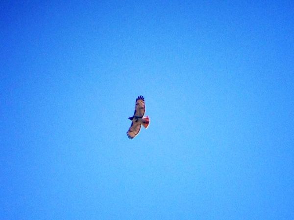 Photo Finish: I Believe I Can Fly