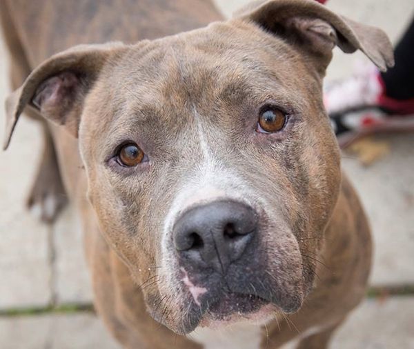 Adoptable Animal Of The Week: Teddy The Dog