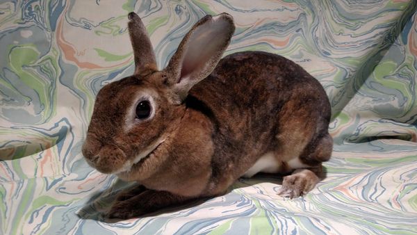 Adoptable Pet Of The Year: Bunnies