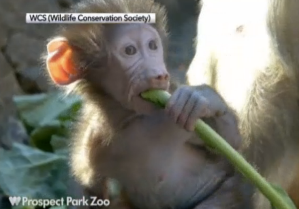 Meet Prospect Park Zoo’s Feisty New Baby Baboon [Video]