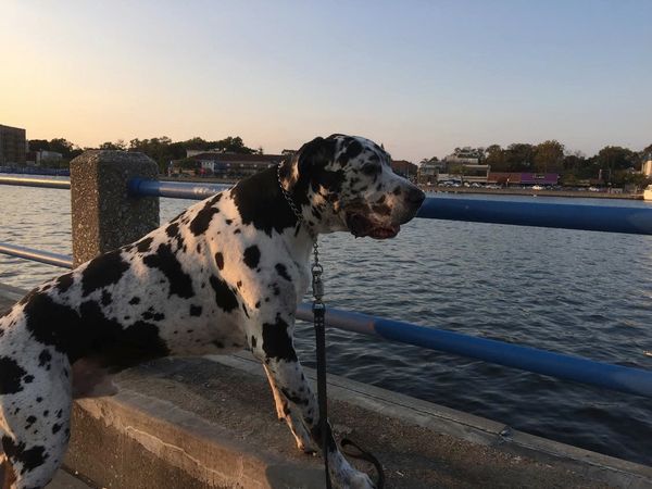 Morning Mug: “Dogs Are Our Link To Paradise. They Don’t Know Evil Or Jealousy Or Discontent.” — Milan Kundera