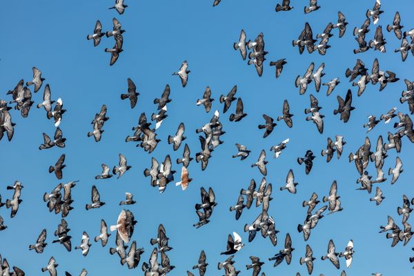 Puzzle: “No Bird Soars Too High If He Soars With His Own Wings.” — William Blake