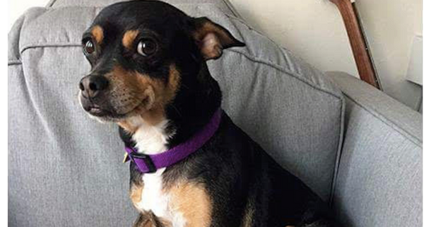 Please Help Find Dotty