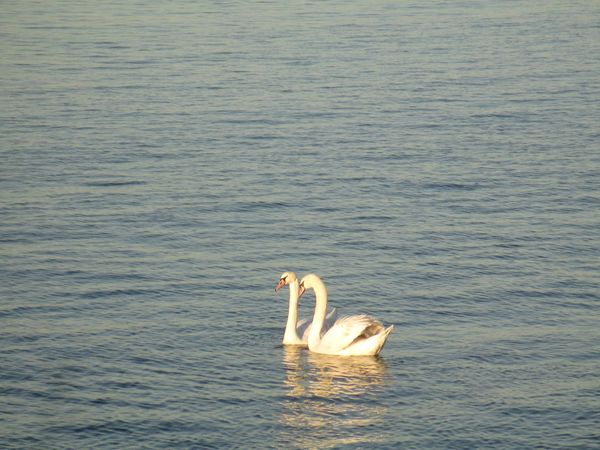 Morning Mug: “Love Is Composed Of A Single Soul Inhabiting Two Bodies.” — Aristotle