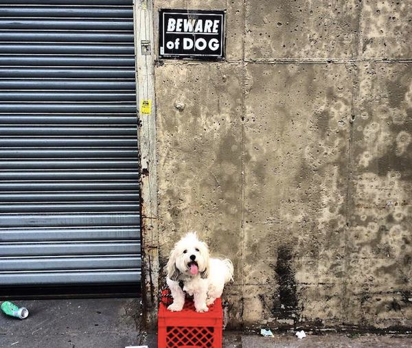 This Week In The Slope: Zika Zeitgeist, Jigglypuff Junkies, Twelfth Night Twilight, And More