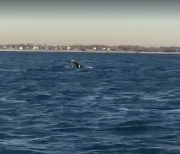 It’s Almost Friday! Here’s A Fun Video Of A Whale In Plumb Beach