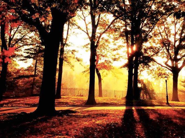 Update/Correction: Cops Find Second Dead Body In Area Parks Within Two Weeks