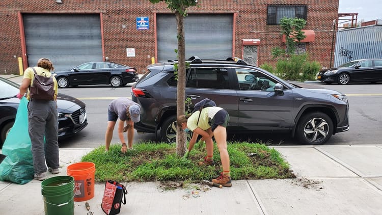 Caring for Brooklyn’s “Urban Forest,” One Tree at a Time