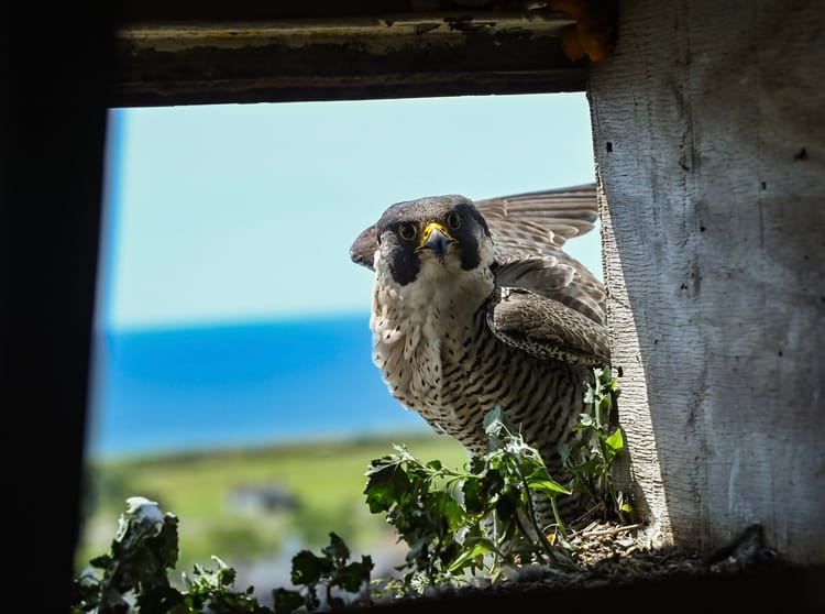 Baby Bird, Taiwanese General Store, Traffic Calming, School Budgets, Lots of Real Estate