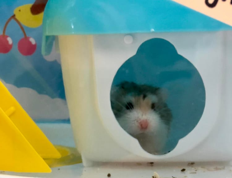 Have You Seen Twig Terrariums’ Resident Hamster, Princess Ophelia?