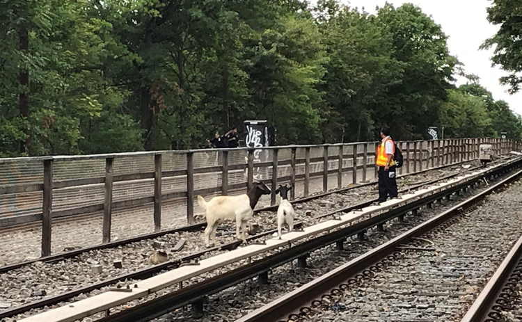 “Very Baaaaad Boys” on the run