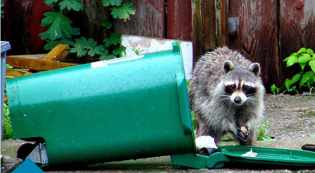 Rabies Vaccine To Be Distributed In Parts Of Brooklyn