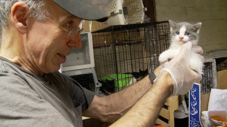 The Lives Of Brooklyn Cat Rescuers – A New Documentary