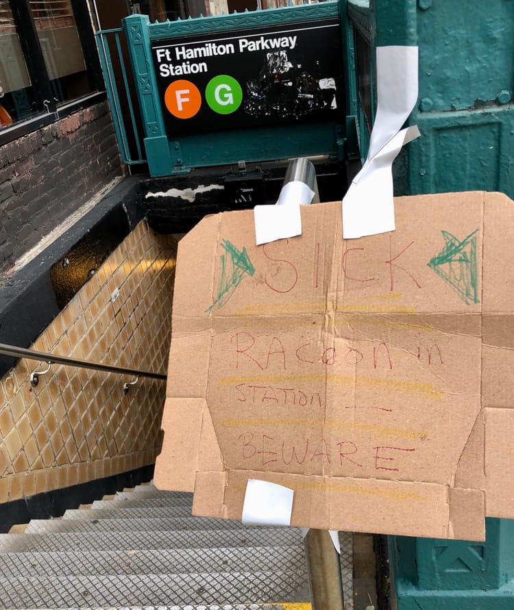 There May Be A Raccoon Inside This Subway Station!