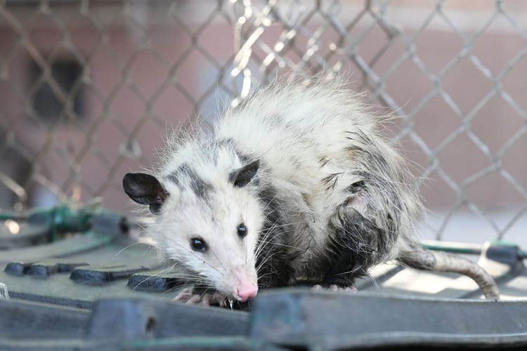 Playing Possum On Brooklyn Ave: Locals Help Stranded Marsupial