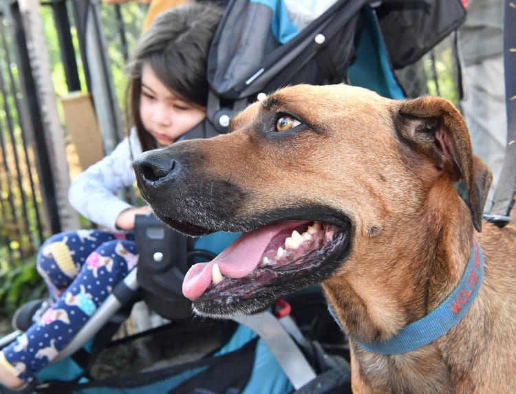 Work Finally Begins On New Dog Run For Prospect Park Parade Ground