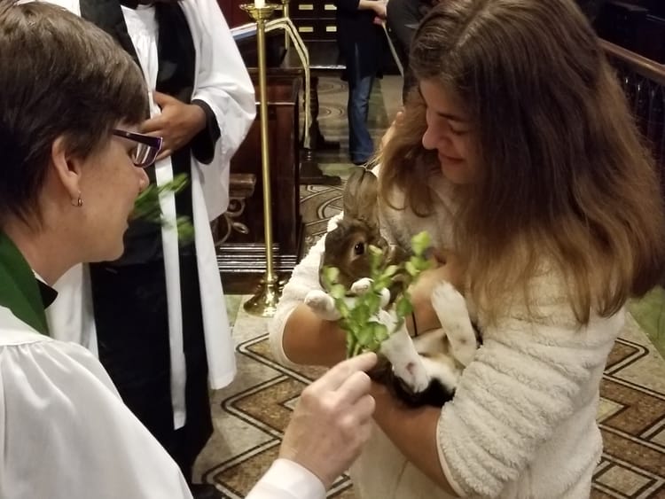 Animals Blessed Across Brooklyn