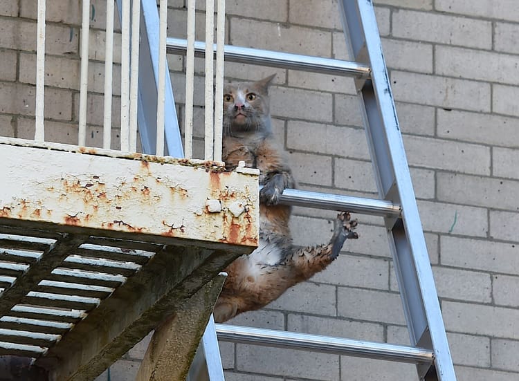 As South Slope Fire Rages, Cat Hangs By A Claw