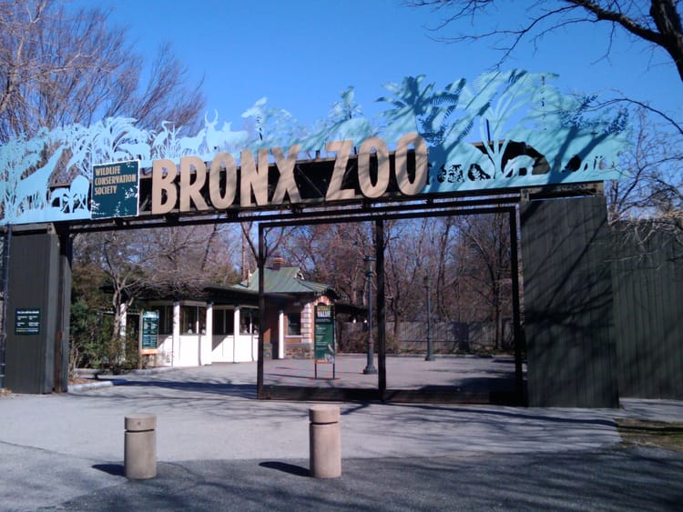 “I Fear Nobody!” Woman Who Entered The Lion’s Den At Bronx Zoo Is From Brooklyn