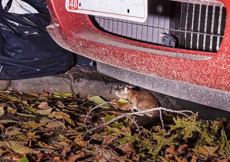 The Battle For Prospect Heights: Humans Against Rats