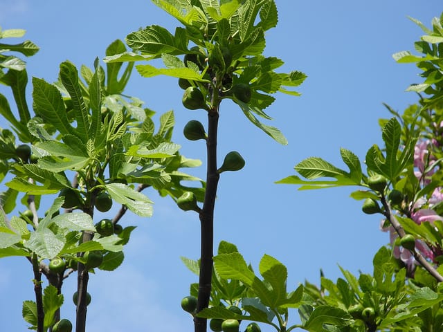 Buckingham Figs