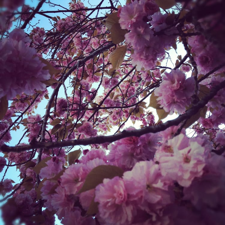 Cherry Blossoms at the Tot Lot