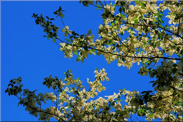 Spring Blossoms