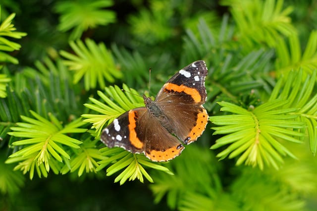 Red Admiral Butterfly