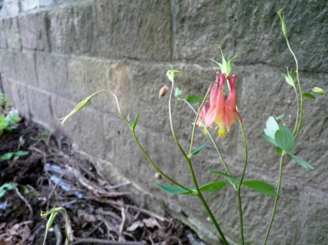 Two Chances to Learn About Native Plants This Weekend