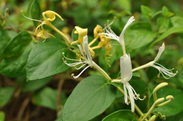 Smells of Summer: Honeysuckle