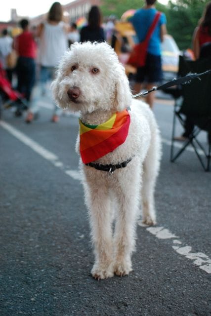 Scenes from the Brooklyn Pride Parade