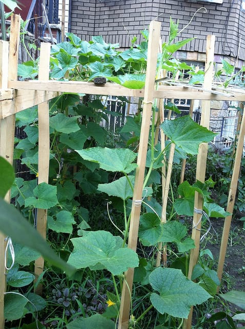 Ditmas Park’s Front Yards