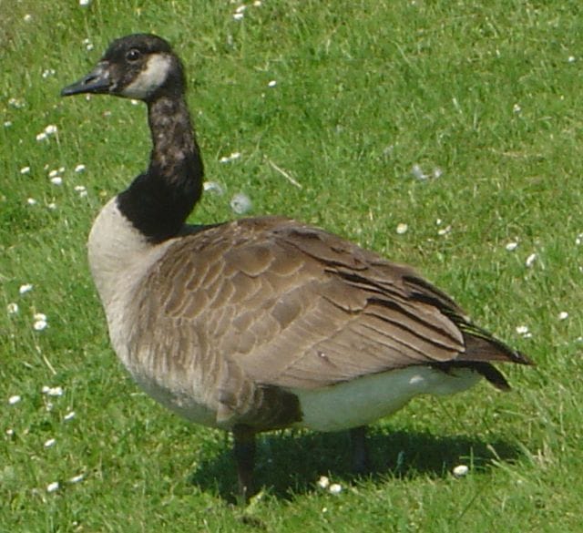 There Is No Roundup Because There Are No Geese