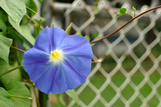 Rainy Morning Glory