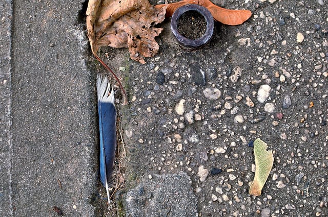 Blue Jay Feather