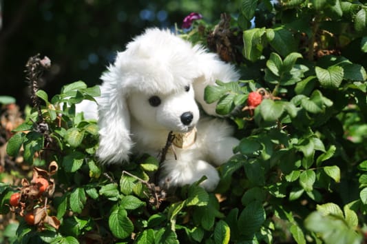 The Poodle-Dog Bush