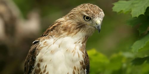 Birds of Prey at Prospect Park