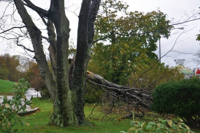 Green-Wood Facing Significant Tree Losses