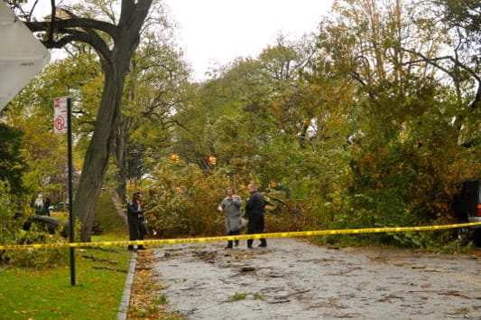 Two People Killed by Falling Tree on Ditmas Ave and East 18th St