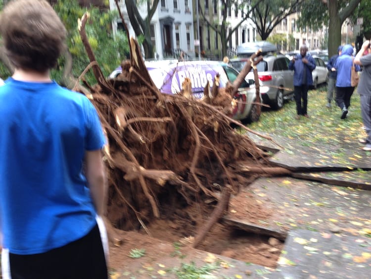 Massive Tree Down on Garfield