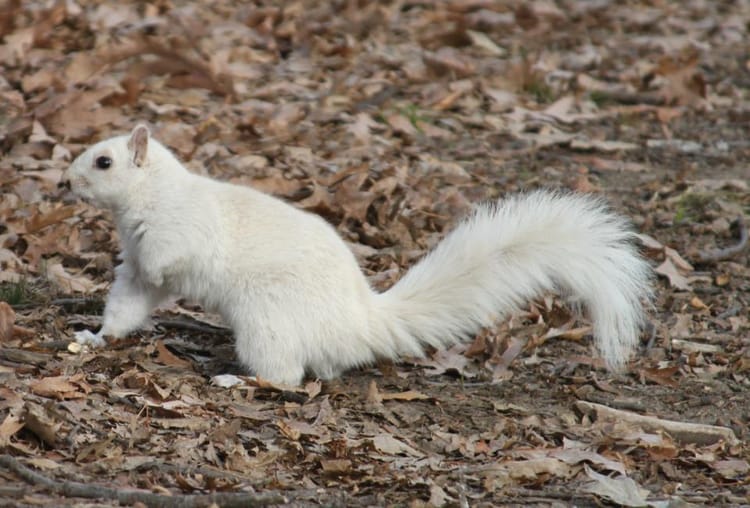 Where’s the White Squirrel of Prospect Park?